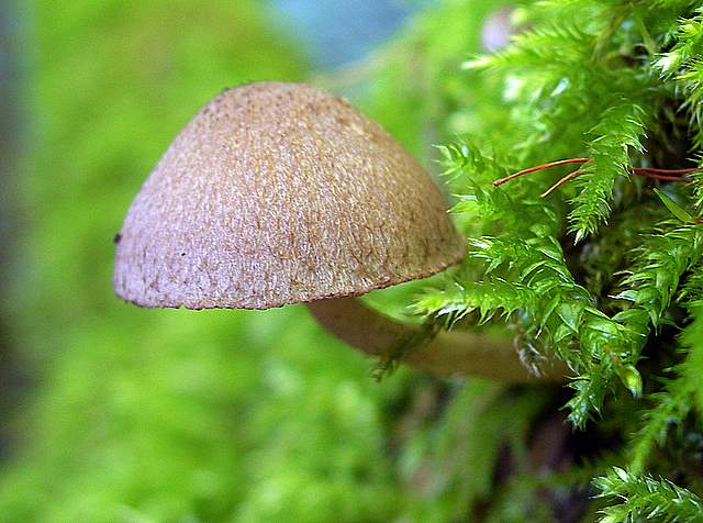 Psathyrella hirtosquamulosa   (Peck)   A. H. Smith
